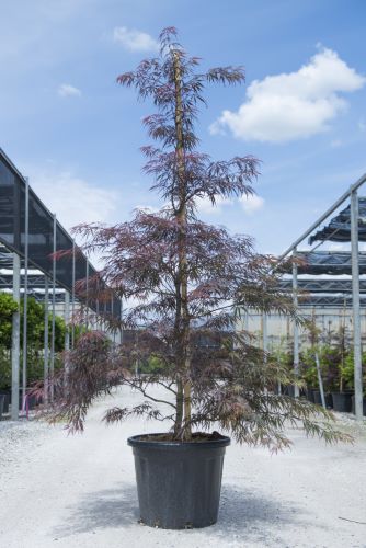 Artar japonez "Tamukeyama" / Acer palmatum dissectum "Tamukeyama"/ by gradina-noastra