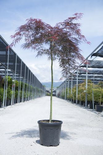 Artar japonez "Tamukeyama" 1.20 - 1.40 m / Acer palmatum dissectum "Tamukeyama"/ by gradina-noastra