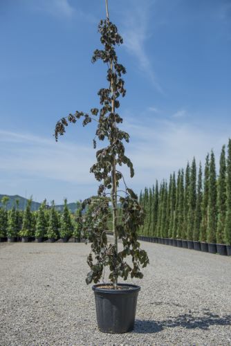 Fag rosu pendul 1.80 - 2.30 m / Fagus sylvatica „Purpurea Pendula” / - Gradina Noastra