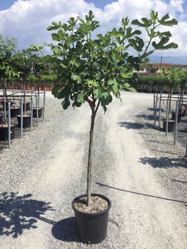 Smochin „Brown Turkey” / Ficus carica „Brown Turkey” cu frunze mari, perfect pentru grădini decorative sau umbră.