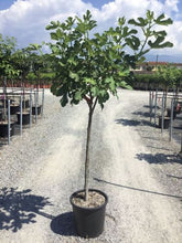 Smochin „Brown Turkey” / Ficus carica „Brown Turkey” cu frunze mari, perfect pentru grădini decorative sau umbră.