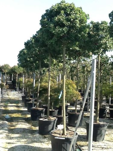 Arborele pagodelor "Mariken" 2.50 - 3.00 m / Ginko biloba "Mariken" / by gradina-noastra