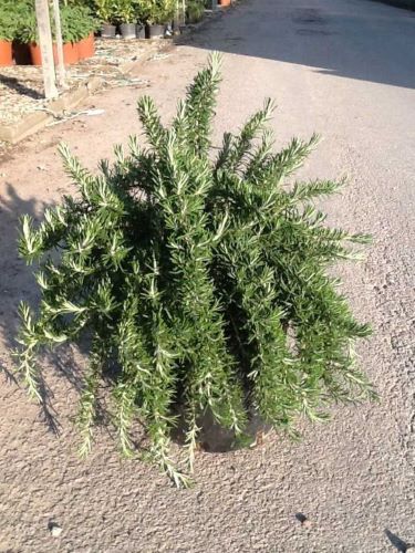 Rozmarin „Boule” / Rosmarinus officinalis „Boule”/ by gradina-noastra