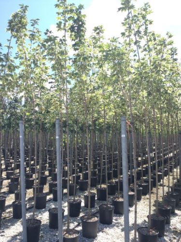 Artar "Drummondii" 3.00 - 3.50 m / Acer Platanoides "Drummondii"/ - Gradina Noastra