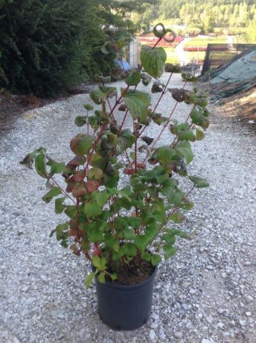 Sanger "Sibirica" 0.60 -1.00 m / Cornus alba „Sibrica”/ - Gradina Noastra