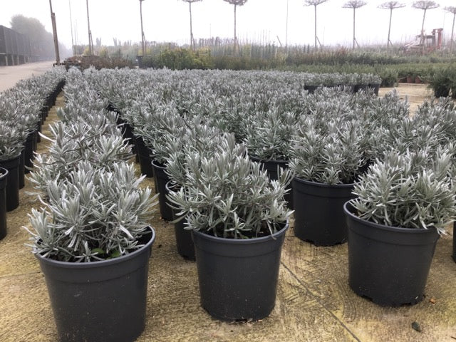 Lavanda "Spicata" 0.30 - 0.40 m / Lavandula angustifolia "Spicata" / - Gradina Noastra