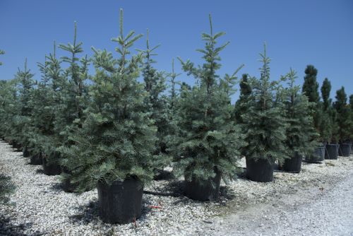 Brad alb / Abies concolor / - Gradina Noastra