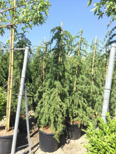 Cedru de Himalaya pendul 2.00 - 2.30 m / Cedrus deodara "Pendula" / - Gradina Noastra