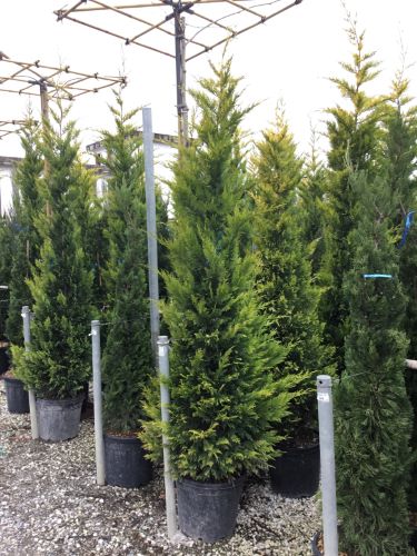 Cypress leylandii &quot;Gold Rider&quot; 2.50 - 2.70 m / Cupressocyparis leylandii &quot;Gold Rider &quot;/