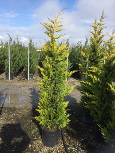 Chiparos leylandii "Gold Rider " 1.50 - 1.75 m / Cupressocyparis leylandii "Gold Rider "/ by gradina-noastra