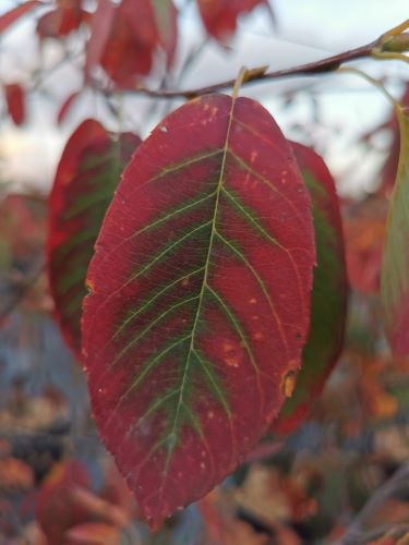Arbore de stafide 2.00 - 2.50 m / Amelanchier lamarckii / by gradina-noastra