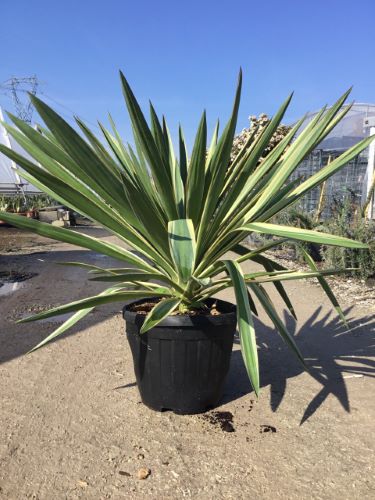 Yucca gloriosa "Variegata" / Yucca gloriosa "Variegata"/ by gradina-noastra