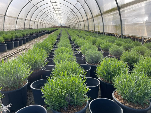 Lavanda "Spicata" 0.30 - 0.40 m / Lavandula angustifolia "Spicata" / - Gradina Noastra