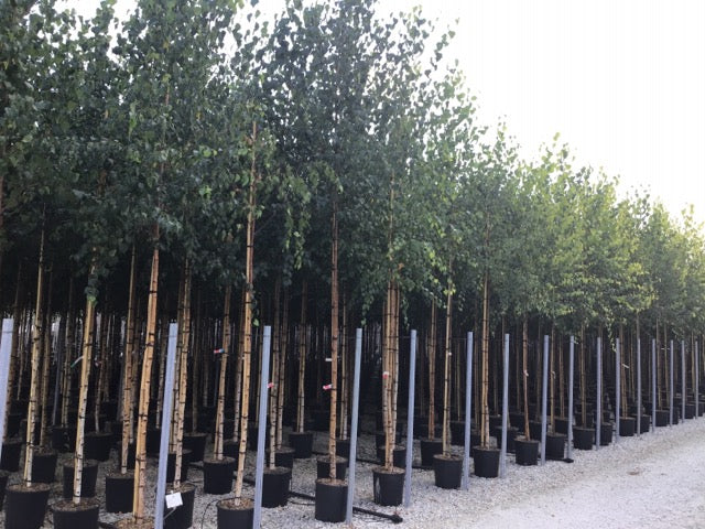 Mesteacan argintiu 3.00 - 4.00 m / Betula pendula / - Gradina Noastra