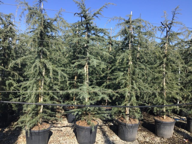 Cedru de Himalaya pendul 2.00 - 2.30 m / Cedrus deodara "Pendula" / - Gradina Noastra