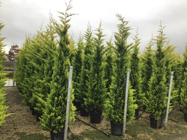 Chiparos leylandii "Gold Rider " / Cupressocyparis leylandii "Gold Rider "/ by gradina-noastra