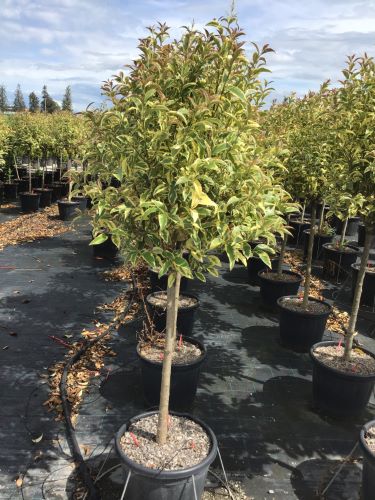 Lemn cainesc "Excelsum Superbum" 1.50 - 1.70 m / Ligustrum japonicum "Excelsum Superbum"/ by gradina-noastra
