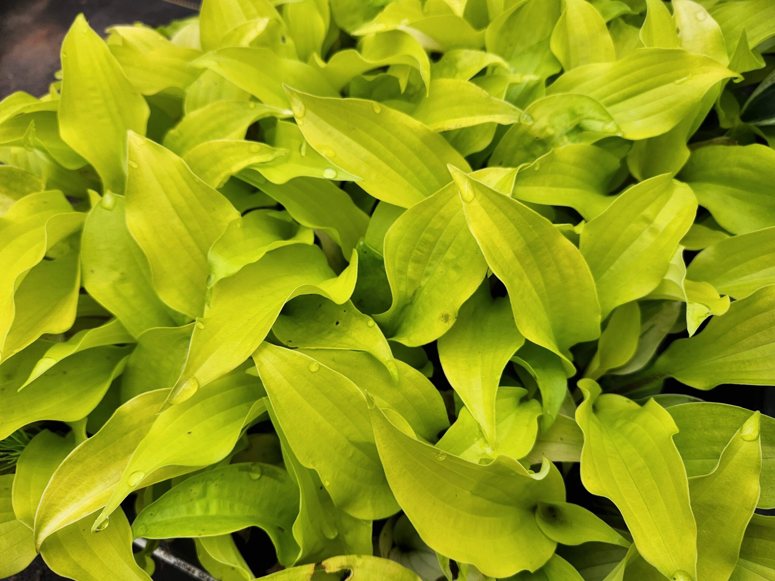 Hosta "Fire Island" by Gradina Noastra