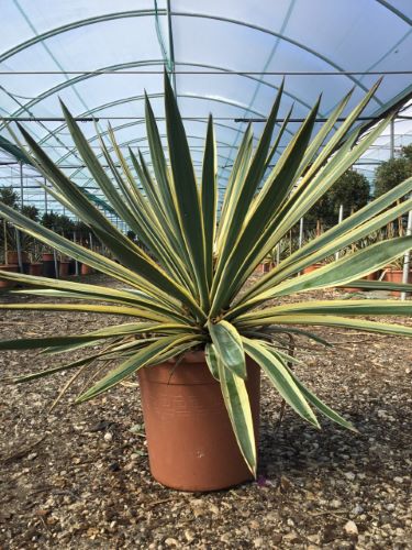Yucca gloriosa "Variegata" / Yucca gloriosa "Variegata"/ by gradina-noastra