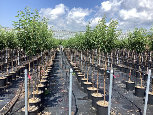 Par „Conference” 1.80 - 2.30 m / Pyrus communis „Conference” / by gradina-noastra