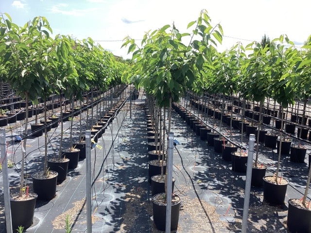 Cires "Lapins" 1.80 - 2.30 m / Prunus avium "Lapins" / by gradina-noastra