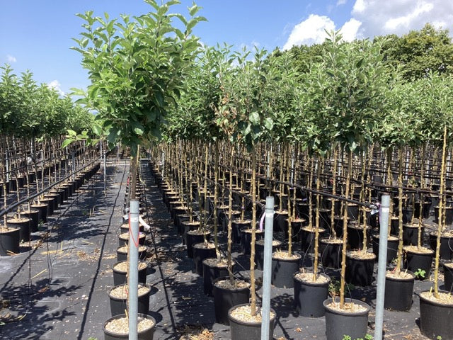 Mar "Florina" 1.80 - 2.30 m / Malus domestica „Florina” / by gradina-noastra