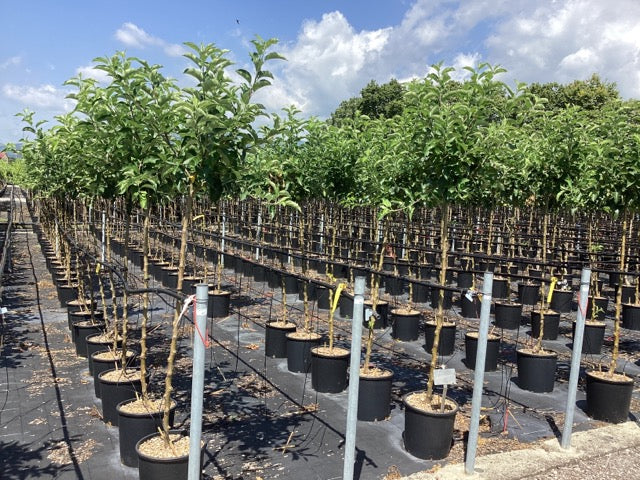 Mar "Idared" 1.80 - 2.30 m / Malus domestica „Idared” / by gradina-noastra