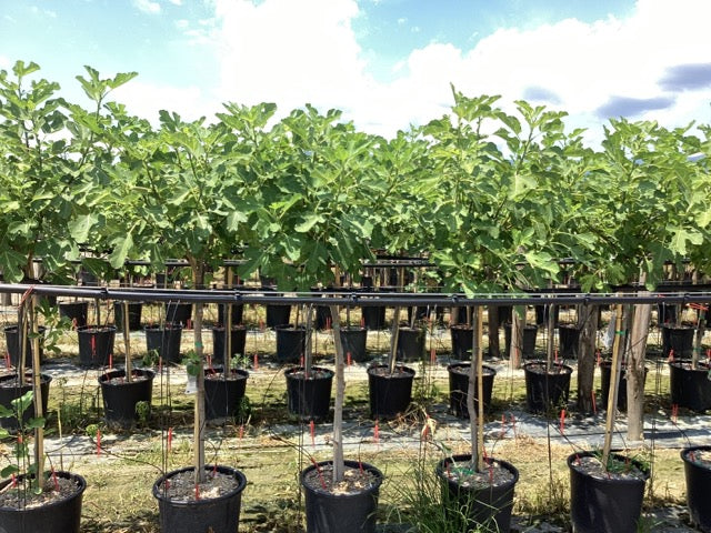 Smochin „Brown Turkey” 1.50 - 2.00 m / Ficus carica „Brown Turkey” /