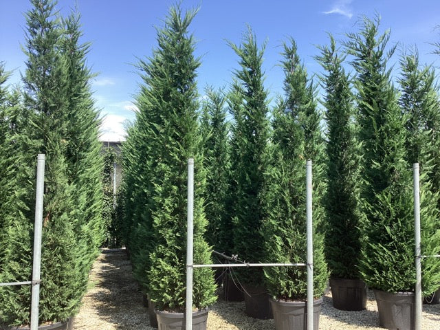 Chiparos leylandii 3.50 - 4.00 m / x Cupressocyparis leylandii / by gradina-noastra