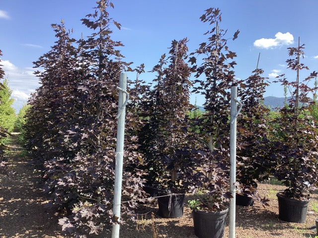 Artar rosu "Crimson King" tufa 2.00 - 2.20 m / Acer platanoides "Crimson King"/ by gradina-noastra