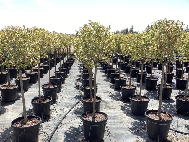 Lemn cainesc "Excelsum Superbum" 1.50 - 1.70 m / Ligustrum japonicum "Excelsum Superbum"/ by gradina-noastra