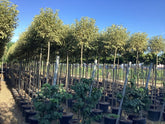 Lemn cainesc "Excelsum Superbum" arbore 2.50 - 3.00 m / Ligustrum japonicum "Excelsum Superbum"/ by gradina-noastra