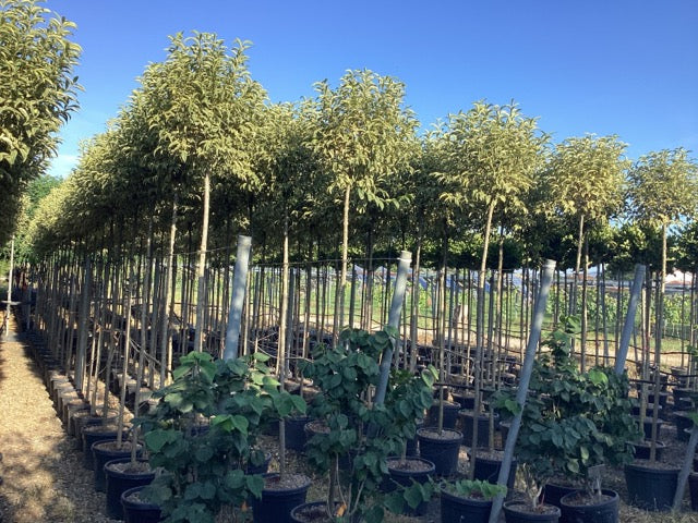 Lemn cainesc "Excelsum Superbum" arbore 2.50 - 3.00 m / Ligustrum japonicum "Excelsum Superbum"/ by gradina-noastra