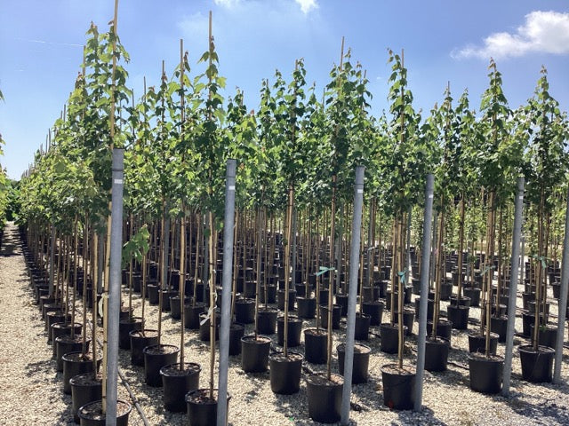 Artar rosu „Scalon” 3.00 - 3.50 m / Acer rubrum „Scalon” / by gradina-noastra