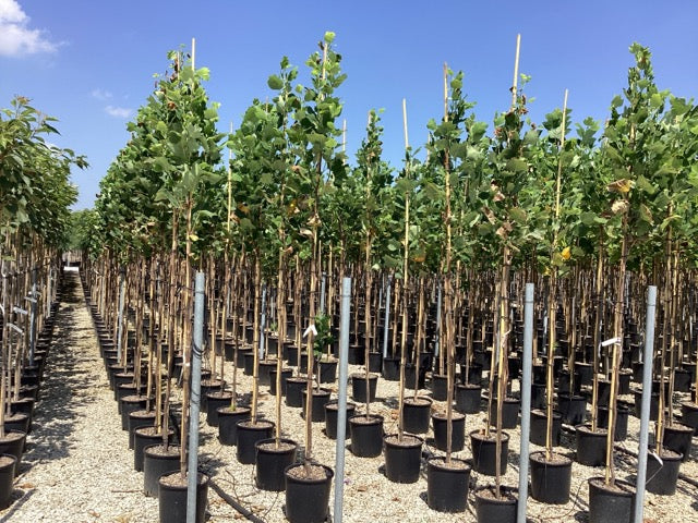 Arborele lalea columnar arbore / Liriodendron tulipifera "Fastigiata" / by gradina-noastra