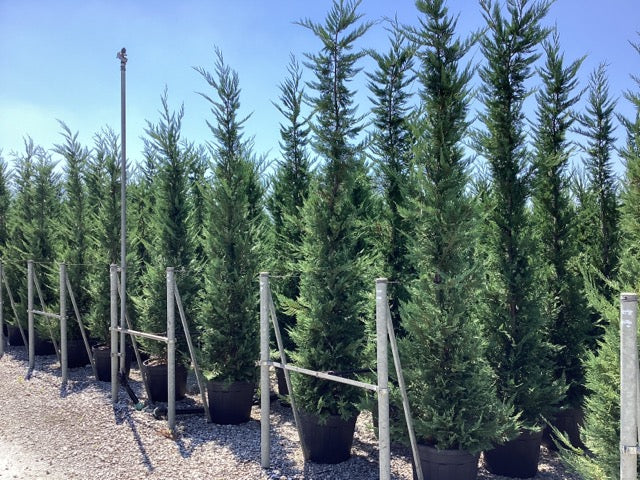 Chiparos leylandii 3.00 m / x Cupressocyparis leylandii / - Gradina Noastra