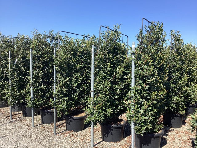 Photinia "Carre Rouge" palier / Photinia x fraseri "Carre Rouge"/ by gradina-noastra