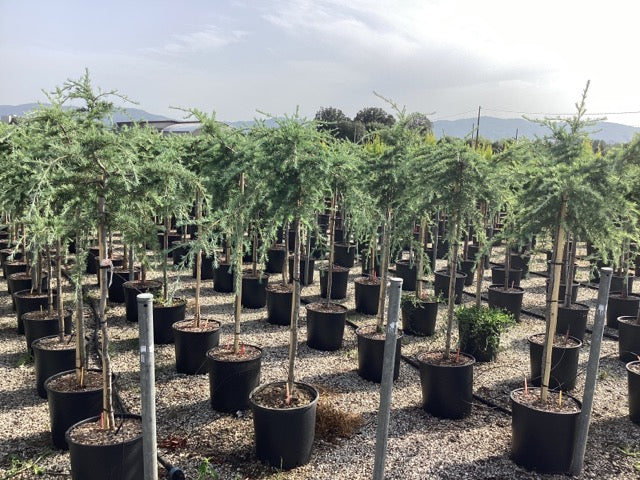 Cedru de Himalaya pendul 1.70 - 2.00 m / Cedrus deodara "Pendula" / by gradina-noastra