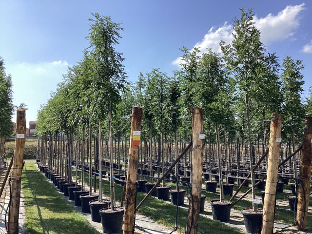 Frasin comun 3.50 - 4.00 m / Fraxinus excelsior / - Gradina Noastra