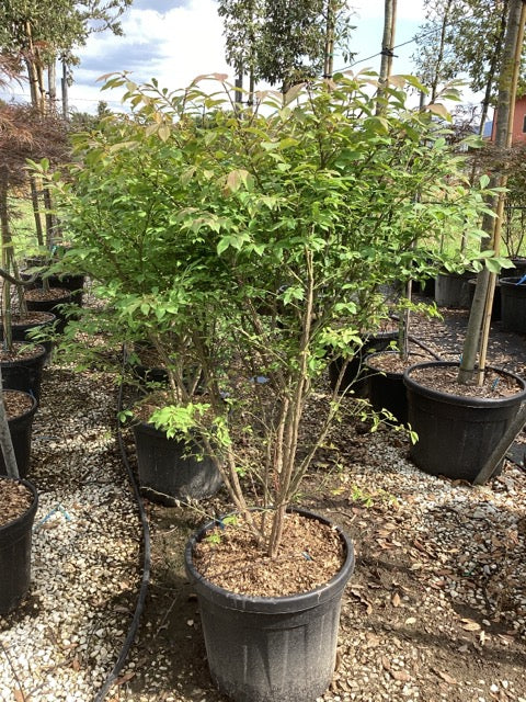 Euonymus alatus "Compactus"multitulpinal / Euonymus alatus "Compactus" / by gradina-noastra