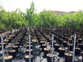 Piersic „Dixired” 1.80 - 2.30 m / Prunus persica „Dixired” / by gradina-noastra