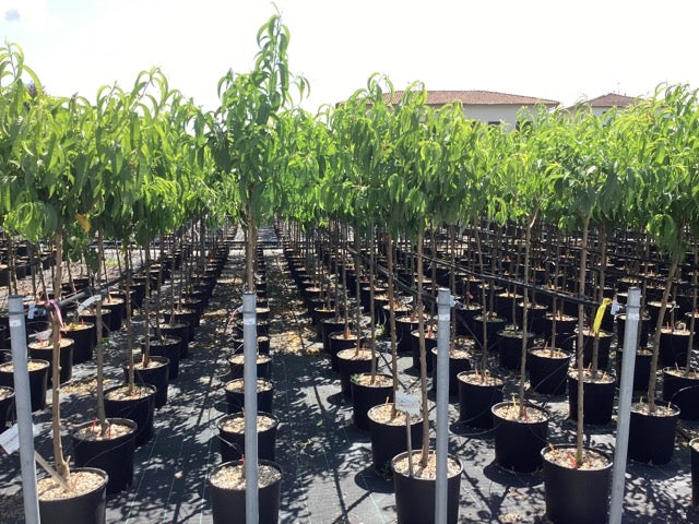 Piersic „Dixired” 1.80 - 2.30 m / Prunus persica „Dixired” / by gradina-noastra