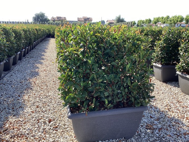 Photinia "Carre Rouge" gard viu / Photinia x fraseri "Carre Rouge" în ghiveci compact, ideal pentru grădini și amenajări.