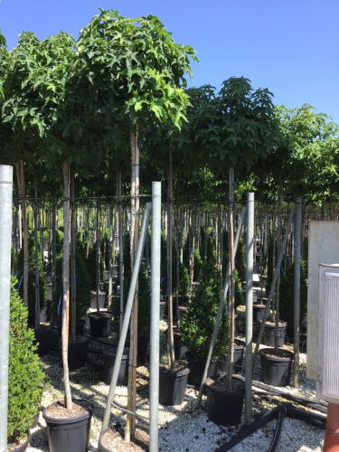 Arborele de guma "Gum Ball" 2.00 - 2.50 m / Liquidambar styraciflua "Gum Ball"/ - Gradina Noastra