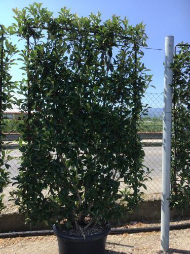 Photinia "Carre Rouge" palier / Photinia x fraseri "Carre Rouge"/ by gradina-noastra