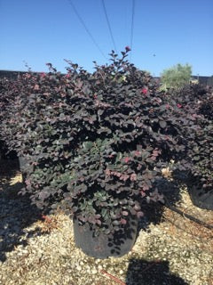 Loropetalum chinense Black Pearl minge 0.70 - 1.00 m / Loropetalum chinense "Black Pearl" / by gradina-noastra