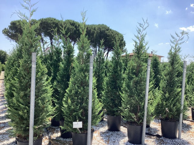 Chiparos leylandii 2.50 m / x Cupressocyparis leylandii / by gradina-noastra