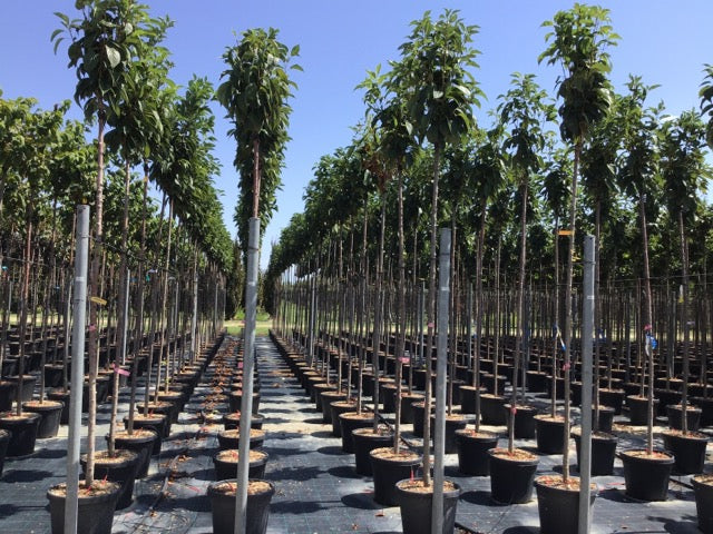 Cires japonez "Amanogawa" 2.00 - 2.50 m / Prunus serrulata "Amanogawa" / by gradina-noastra