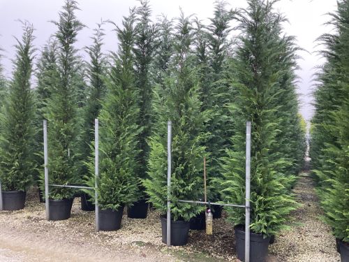 Chiparos leylandii 3.50 - 4.00 m / x Cupressocyparis leylandii / by gradina-noastra