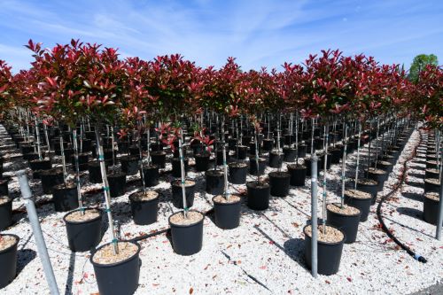 Photinia "Carre Rouge" 1.50 - 1.70 m / Photinia x fraseri "Carre Rouge"/ by gradina-noastra